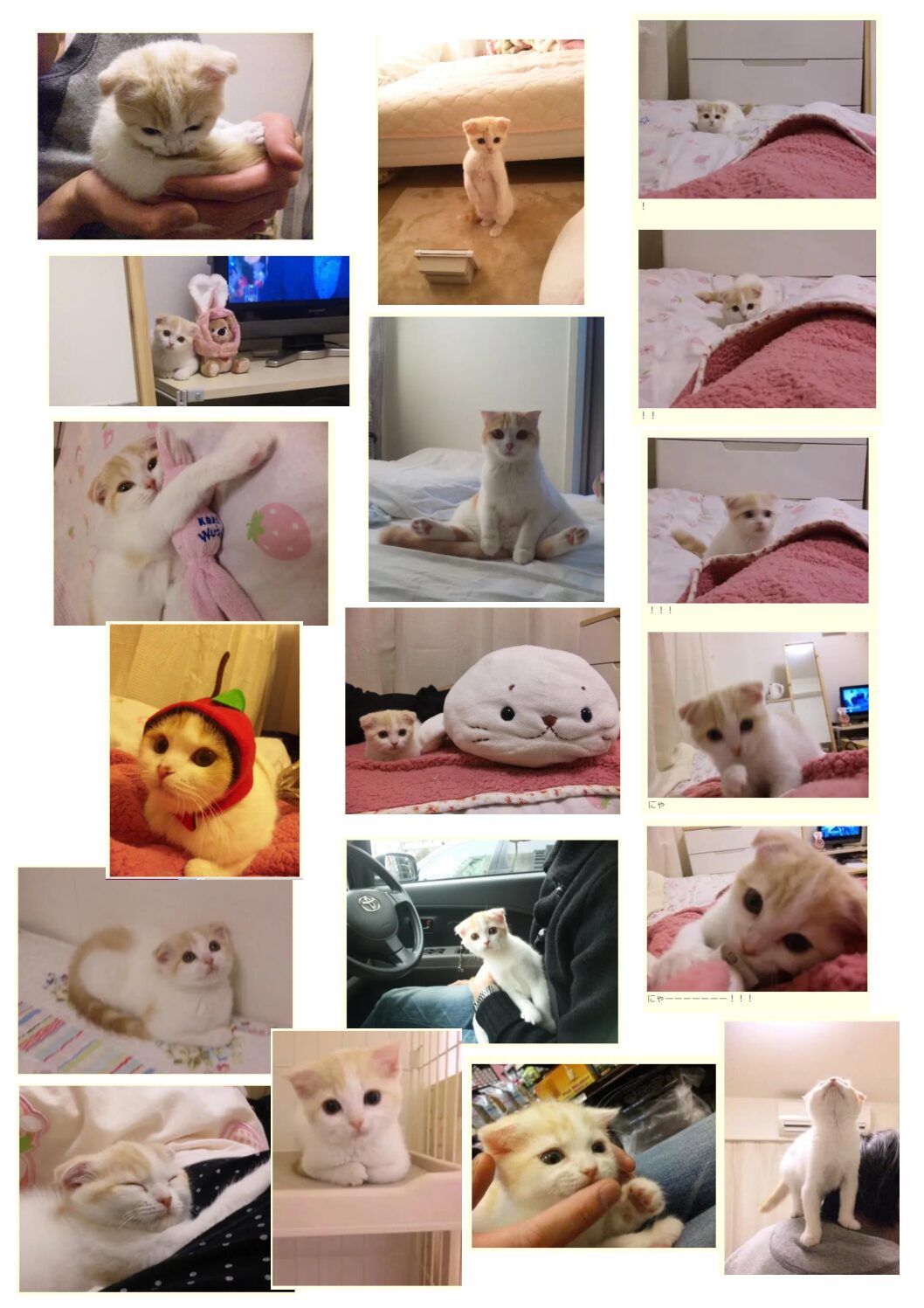 たんぽぽ